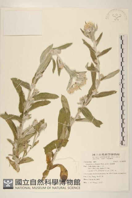 紅面番藏品圖，第1張