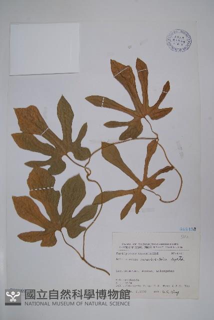 瓜葉馬兜鈴、青木香藏品圖，第1張