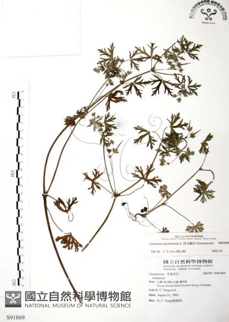 野老鸛草藏品圖，第1張