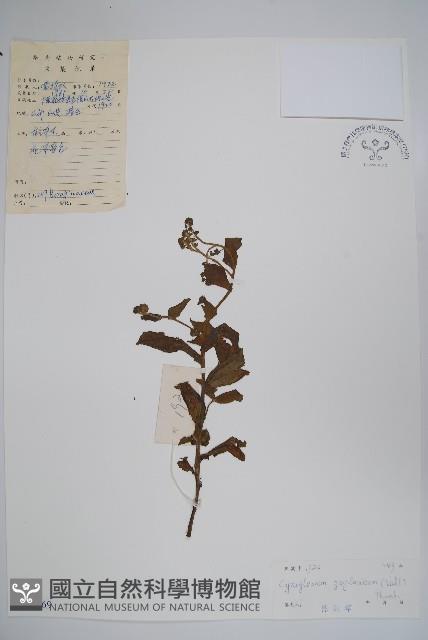 琉璃草藏品圖，第1張