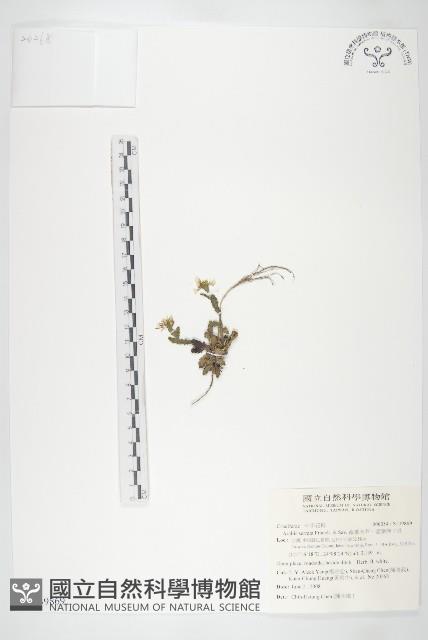 齒葉南芥、齒葉筷子芥藏品圖，第1張