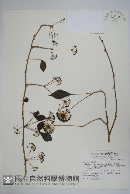 三葉五加藏品圖，第1張