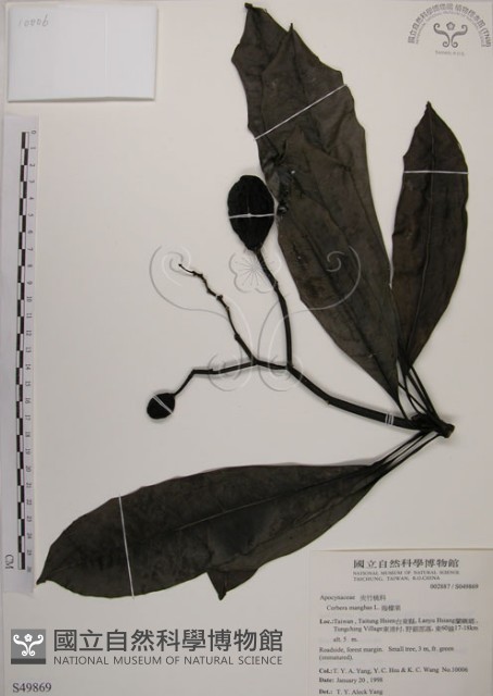 海檬果藏品圖，第1張