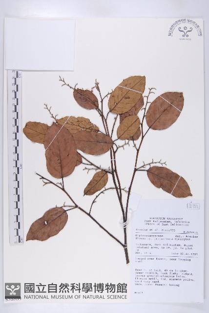 登錄號:S058869藏品圖，第1張