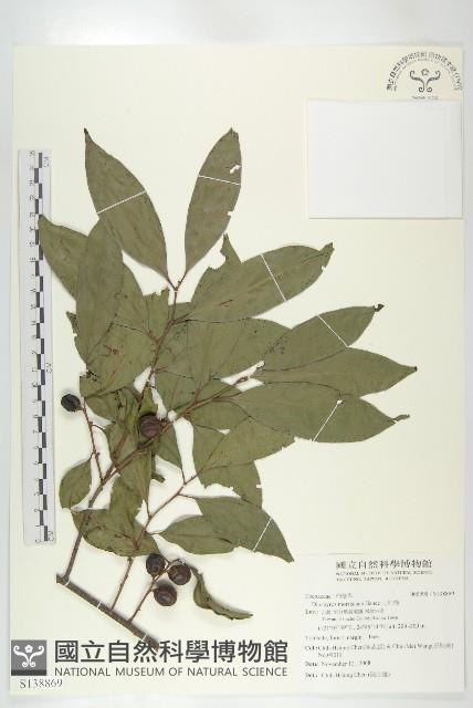 山紅柿藏品圖，第1張