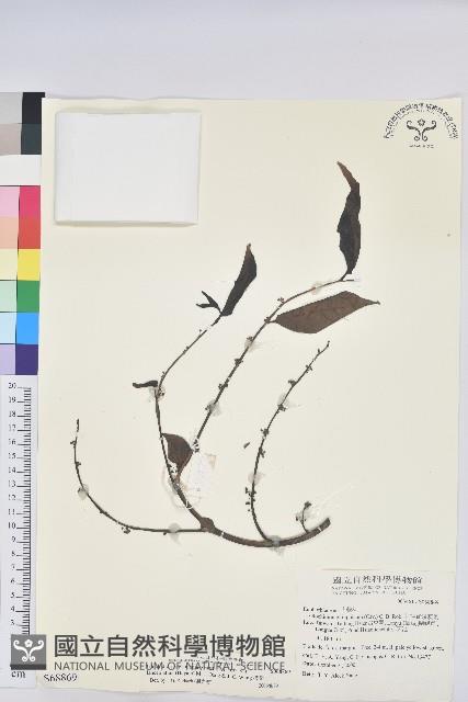 披針葉饅頭果藏品圖，第1張