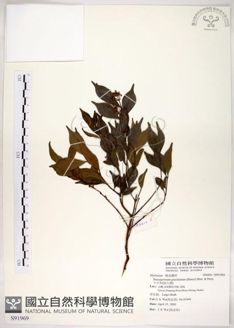 十子木、加入舅藏品圖，第1張