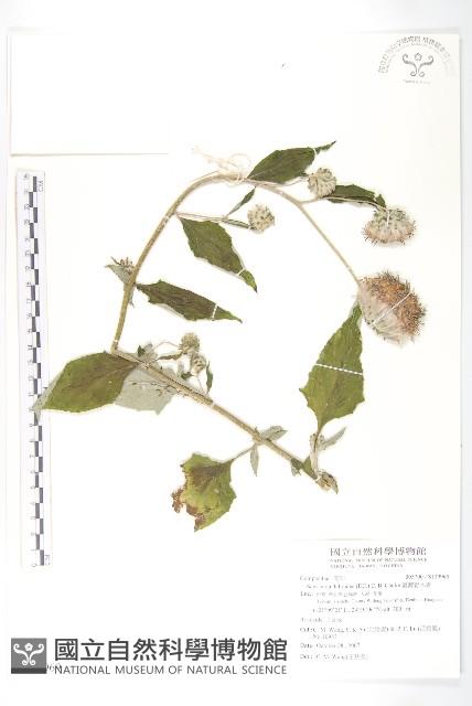 臺灣青木香藏品圖，第1張