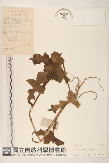 臺灣山苦苣藏品圖，第1張