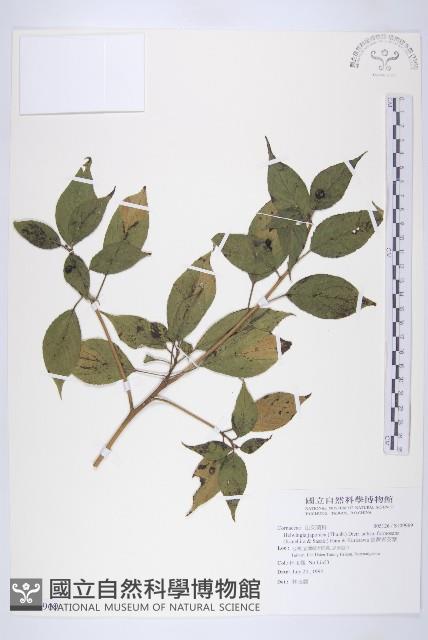 臺灣青莢葉藏品圖，第1張