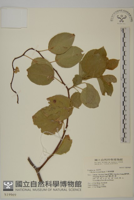 大葉南蛇藤藏品圖，第1張