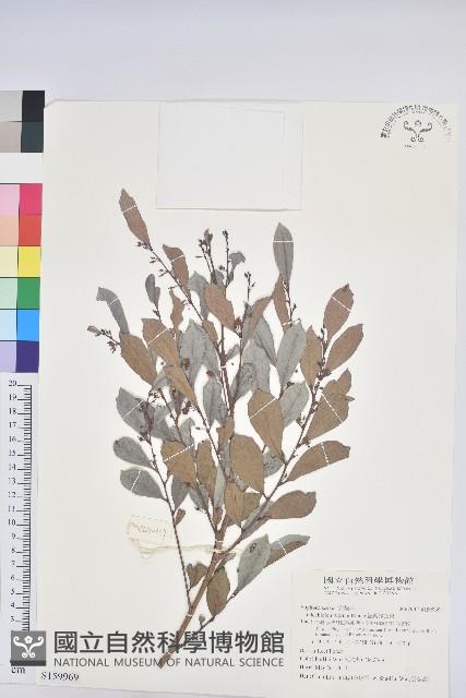 細葉饅頭果藏品圖，第1張