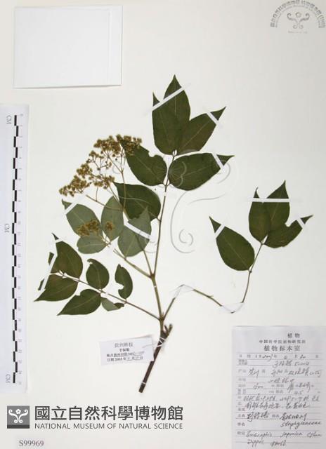 灰色木藍藏品圖，第1張