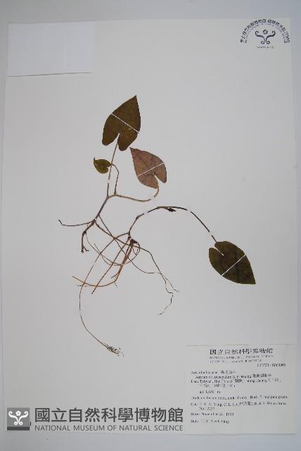 鴛鴦湖細辛藏品圖，第1張