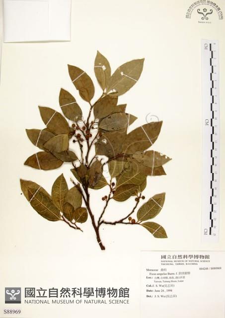 菲律賓榕藏品圖，第1張