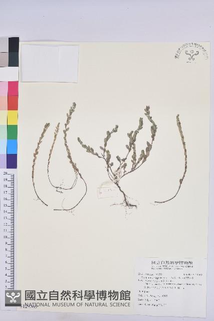 擬葉下珠、細葉油柑藏品圖，第1張