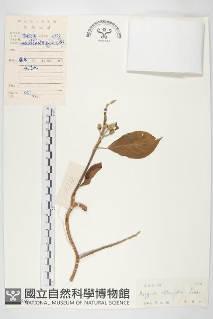 鈍葉朝顏藏品圖，第1張