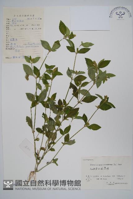 爵床、六角英藏品圖，第1張