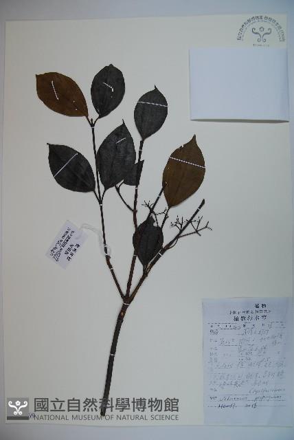 高山莢迷藏品圖，第1張