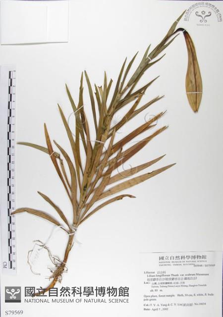 粗莖麝香百合、糙莖麝香百合、鐵炮百合藏品圖，第1張