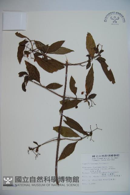 狹葉莢迷藏品圖，第1張