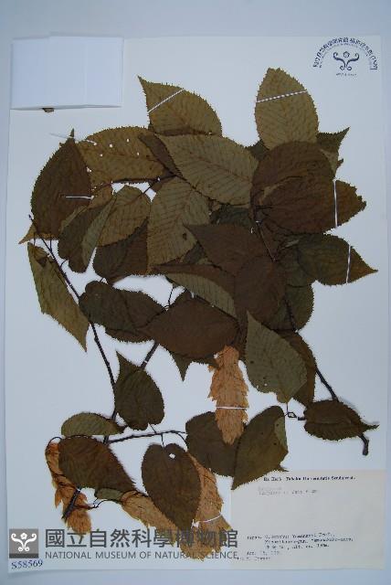 千金榆藏品圖，第1張