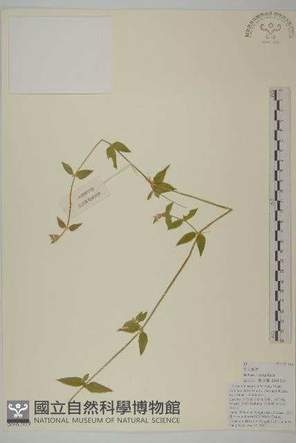 疏花繁縷藏品圖，第1張