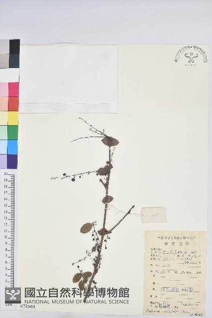 龍眼睛藏品圖，第1張