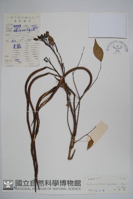 美葉菜豆樹藏品圖，第1張