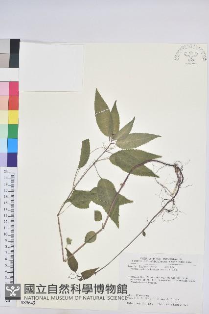 山靛藏品圖，第1張