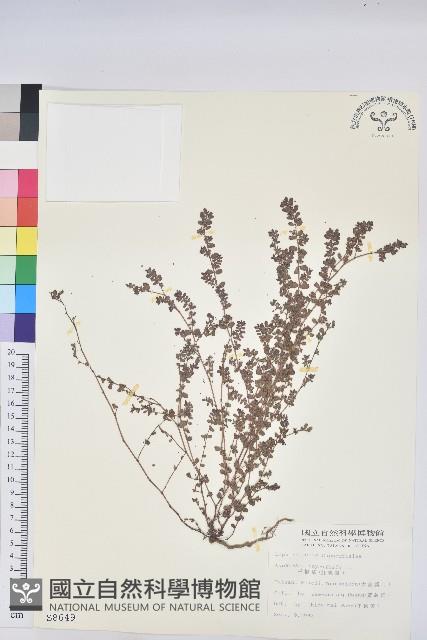 千根草藏品圖，第1張