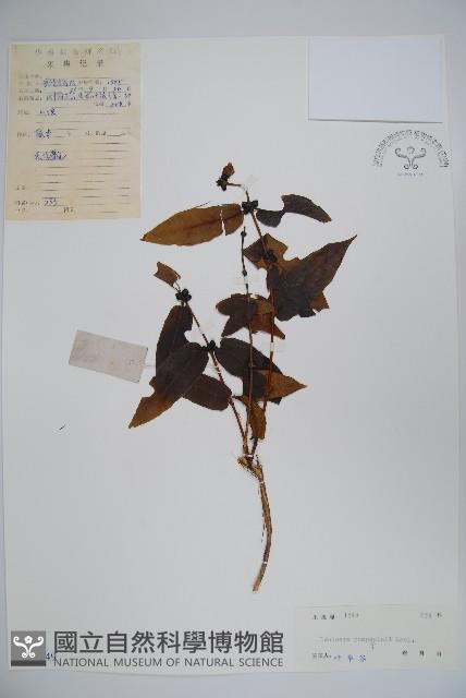 貴州忍冬藏品圖，第1張