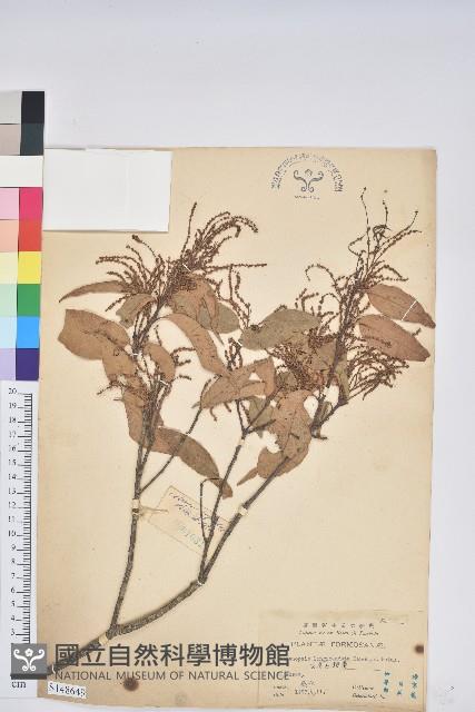 長尾尖錐栗藏品圖，第1張