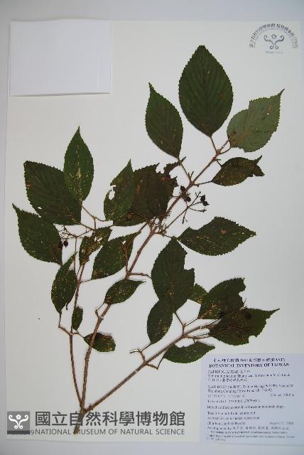 臺灣蝴蝶戲珠花、臺灣蝴蝶花藏品圖，第1張