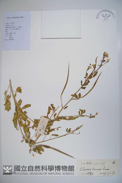 向天黃藏品圖，第1張