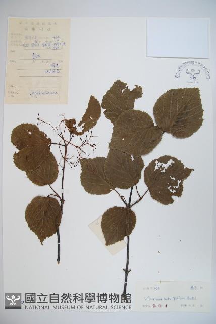 樺葉莢迷、玉山莢迷藏品圖，第1張