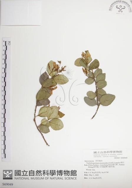 絡石藏品圖，第1張