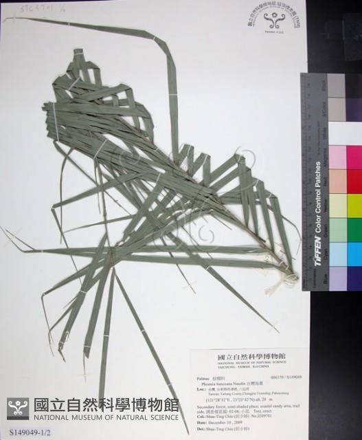 台灣海棗藏品圖，第1張