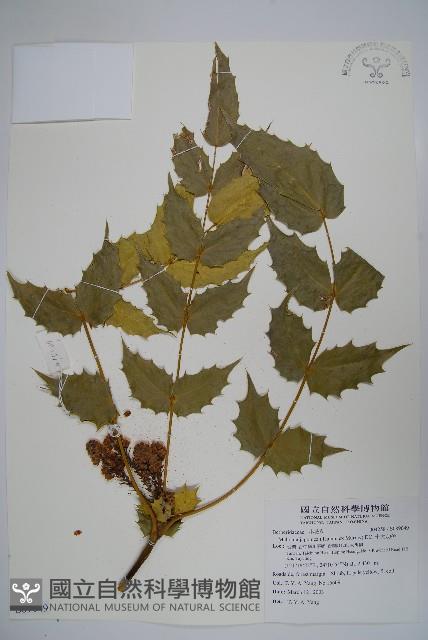 十大功勞藏品圖，第1張