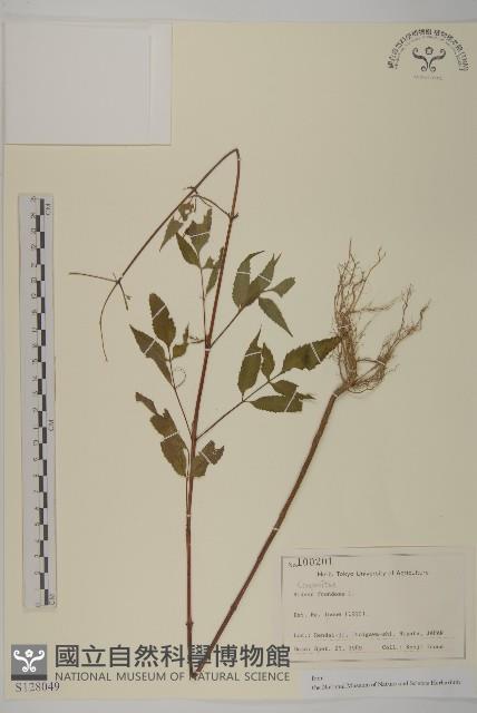 大狼把草藏品圖，第1張