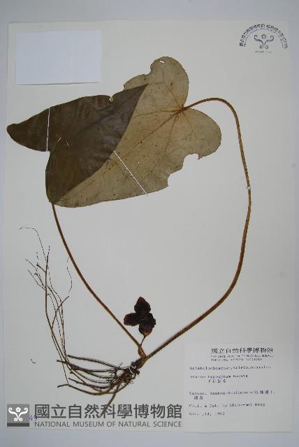 下花細辛藏品圖，第1張