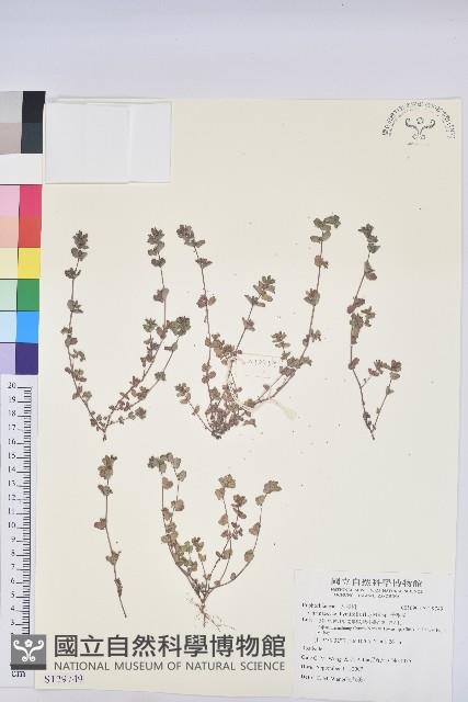 千根草藏品圖，第1張