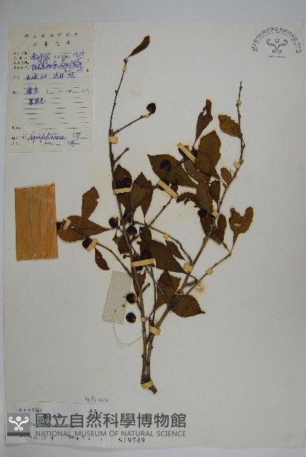 鼠李冬青、滿樹星藏品圖，第1張