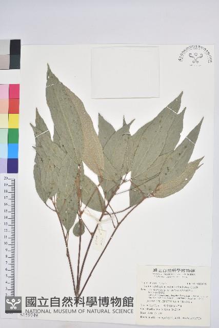 粗糠柴藏品圖，第1張