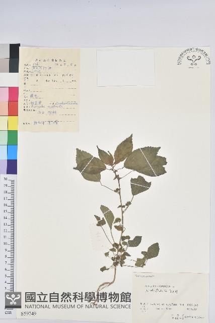 鐵莧菜藏品圖，第1張