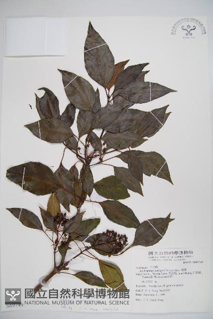 高山莢迷藏品圖，第1張