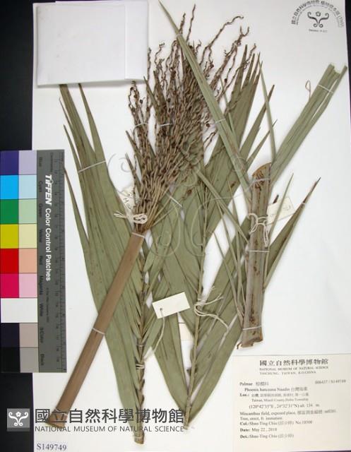 台灣海棗藏品圖，第1張