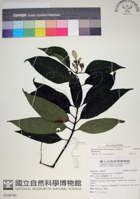 玉葉金花藏品圖，第1張