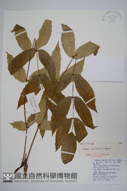 長柱十大功勞藏品圖，第1張