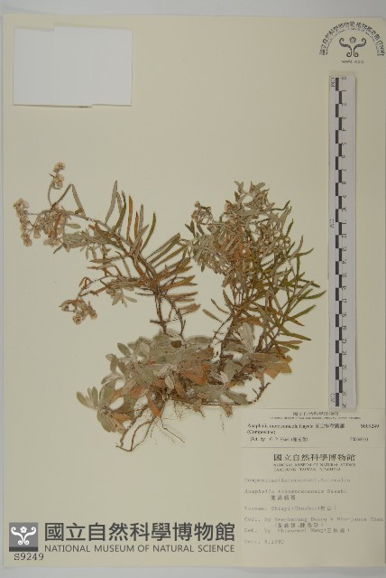 玉山抱莖籟簫藏品圖，第1張